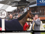 Beverley Races