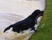 Beverley Westwood Covered in Water