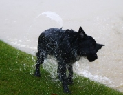 Beverley Westwood Covered in Water