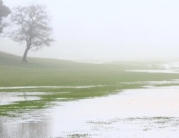 Beverley Westwood Covered in Water