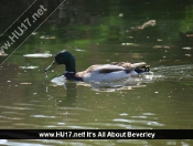 BÃ¼rgermeister Cruises Down Beverley Beck in Style
