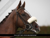 Beverley Races