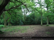 Burton Bushes