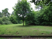 Burton Bushes
