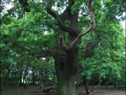 Burton Bushes