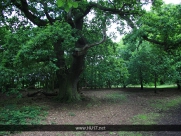 Burton Bushes