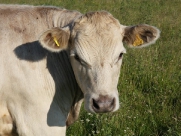 Beverley Westwood Cows