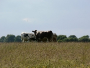 Beverley Westwood Cows