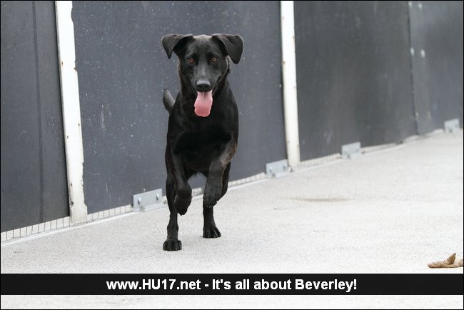 Hull Animal Welfare Trust Pets in Need of a New Home