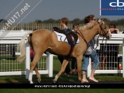 Pony Racing day @ Beverley Racecourse