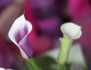 Fleurs de Lisa