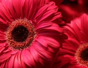 Fleurs de Lisa