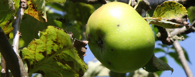 Members of the public are invited to attend a free festival to celebrate apples at Beverley Parks Local...