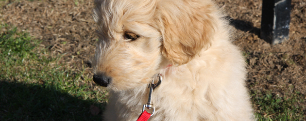 St Nicholas Church in Beverley opened its doors today to everyone and their dog!  The Church’s annual Pets’...