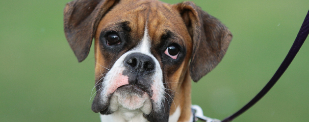 Dogs From Around Beverley These are dogs that have been seen in the park, the Beverley Westwood, events and sporting fixtures right...