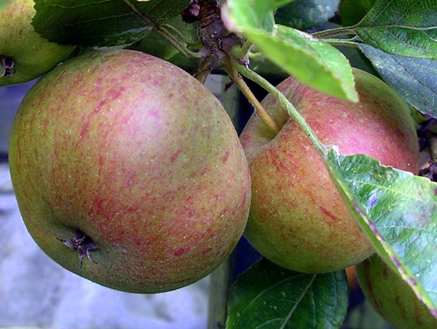 apples
