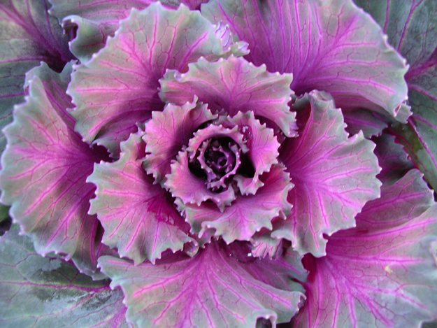 red cabbage