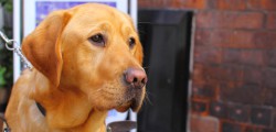 Beverley Guide Dogs Branch Needs You The Beverley Guide Dogs Branch is appealing for people to come along and volunteer to help them. There...