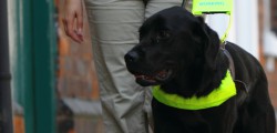 Alison Booth: Guide Dogs In Training Alison Booth, a Guide Dog Mobility Instructor with Guide Dogs, based in Reed House, Annie Reed Road, Beverley,...