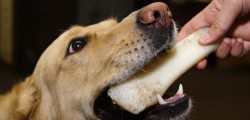 Personality Goes A Long Way @ Beverley’s Guide Dogs From birth to retirement, it costs almost £50,000 to cover the costs of a working guide dog. There...