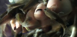 Snob Hairdressing: Fish Spa Located on Ladygate, Snob Hairdressing Salon opened in May 2009. Owner Natalie Kerr has 15...