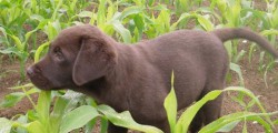 Popular East Riding attraction Beverley Maze is inviting dog owners to bring their pets to...