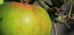 Members of the public are invited to attend a free festival to celebrate apples at...