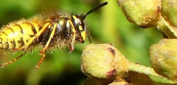 Some images taken in my garden of some insects that seemed to have taken shine to a bush....