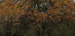 As part of National Tree Week at Beverley Parks, East Riding of Yorkshire Council has organised an event...