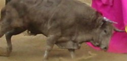 For hundreds of years, the Spanish contended that the barbaric ritual of the bullfight was an important part...