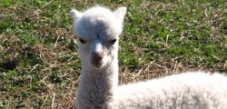Well almost, you can tell I always wanted to write for a tabloid, Ray and Maria Parker's herd actually went from three to five in just over a week with two new arrivals, all five are female. As it's just five minutes walk from Beverley