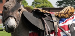 Jockeys set to race donkeys for first time when racegoers celebrate Diamond Jubilee at Beverley. While The Queen enjoys a spot of horseracing to celebrate her Diamond Jubilee, East Yorkshire folk are also being encouraged