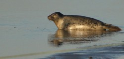 Lincolnshire Wildlife Trust at “Donna Nook” is home to one of the largest colonies of breeding Grey Seals in Britain. Well over 1000 Seal pups can be born during November and December 