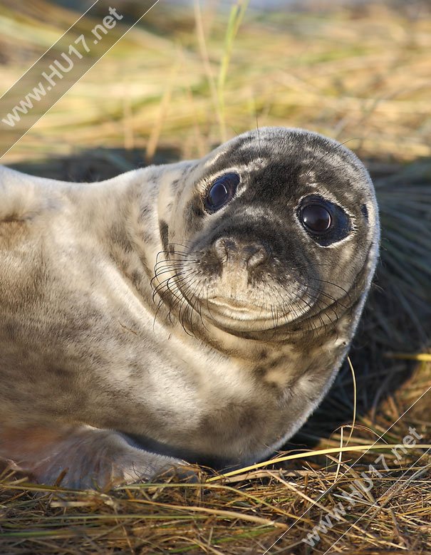 Donna Nook Seals