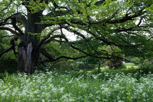 Lee Karen Stow's Tree Show 