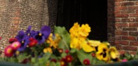 Beverley in Bloom
