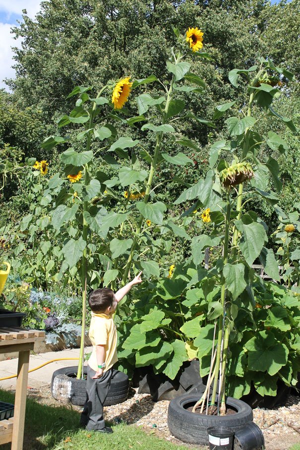 St Johns Primary School To Open Award-Winning Gardens To Public