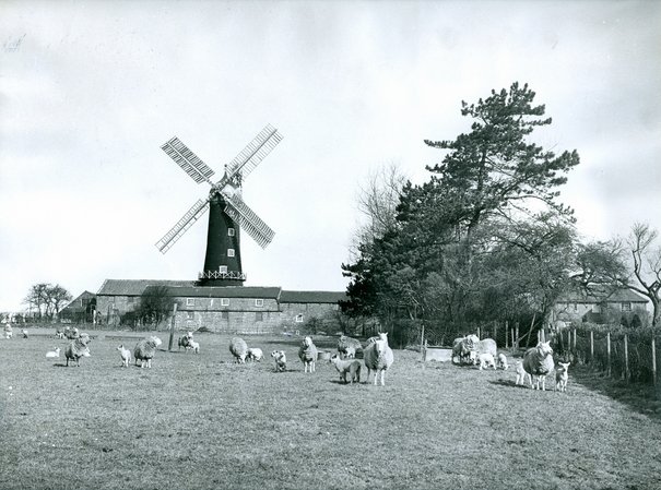 DDX272-11 skidby Mill 1950