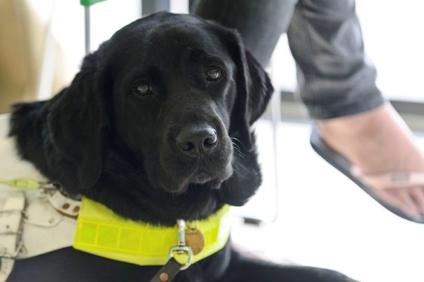 Show Your Support For Guide Dogs At A Charity Fashion Show At M&Co In Beverley