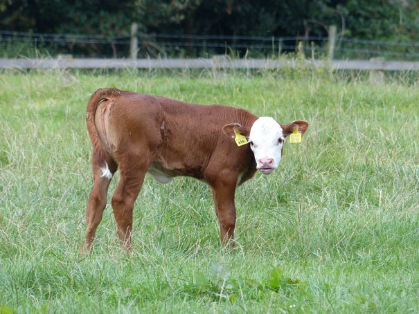 Local Students Set To Benefit From Hereford Herd
