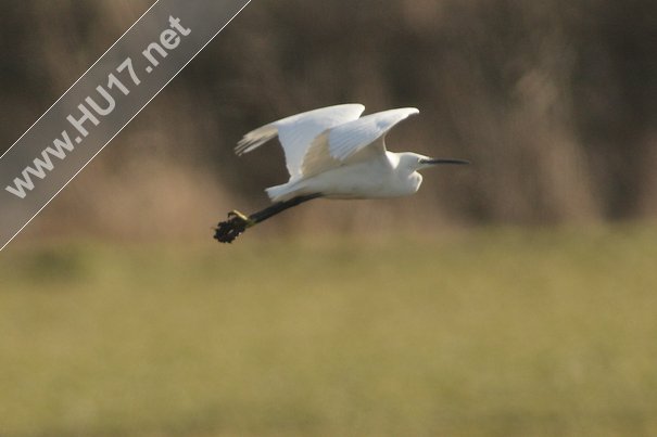 Attractive Long Legged Bird Spotted On Long Lane