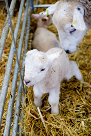 Bishop Burton College Poised For Biggest Ever Lambing Sunday