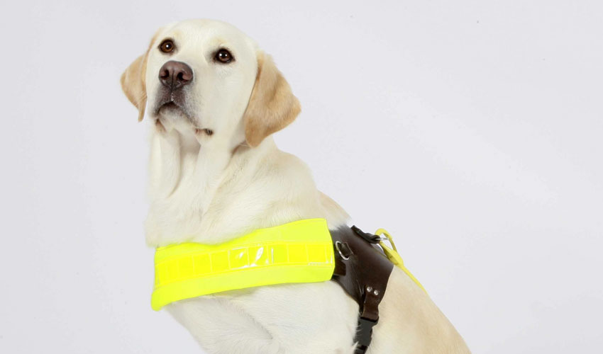 Trainee Guide Dog Seeks Temporary Accommodation In Beverley