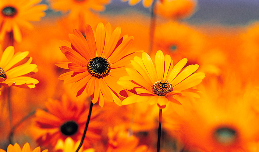Beverley Gardeners Club Winter Talks Return This November