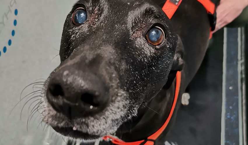 Canine Hydrotherapy Centre Gets Twitter Boost From Theo Paphitis