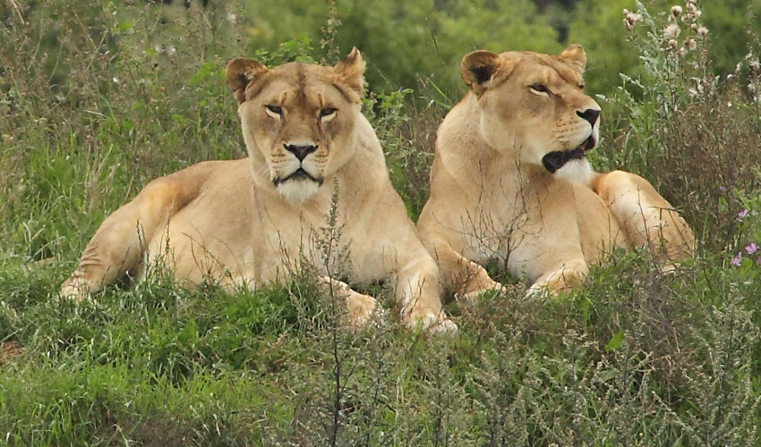Yorkshire Wildlife Park – A Wonderful Day Out For All The Family