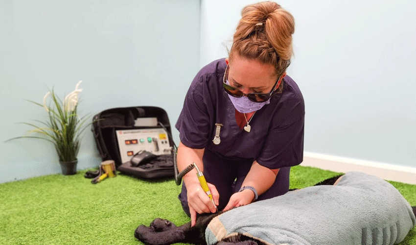 Vet Nurse & Hydrotherapist Named As Finalist In The Animal Start Awards 