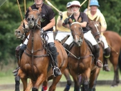 Beverley Polo Club