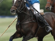 Beverley Polo Club