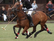 Beverley Polo Club